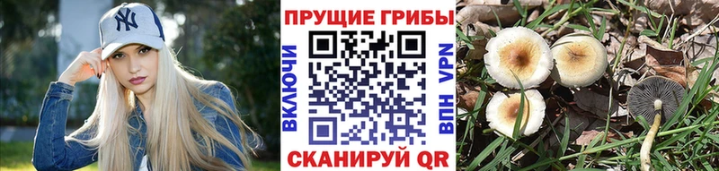 где найти наркотики  Куртамыш  Псилоцибиновые грибы Psilocybine cubensis 